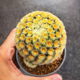3-4cm Cactus Plant Mammillaria Carmenae Garden Deco Succulent Flower Plants Garden Plants