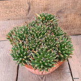 D5892 MAMMILLARIA LONGIMAMMA pot25-H17-W32 cm MaMa Cactus Green Plant
