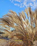 Photo 6x4 Pampas grass in the afternoon sun Thorpeness Against a blue Nov c2021 Pampas Grass