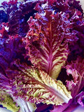 200 Lolla Rossa Lettuce Seeds||RED|organic|NON-GMO| Vegetable_ Garden|Planting Garden Plants