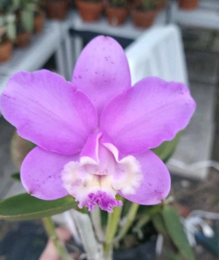Purple orchid flower with broad petals and white center, close-up