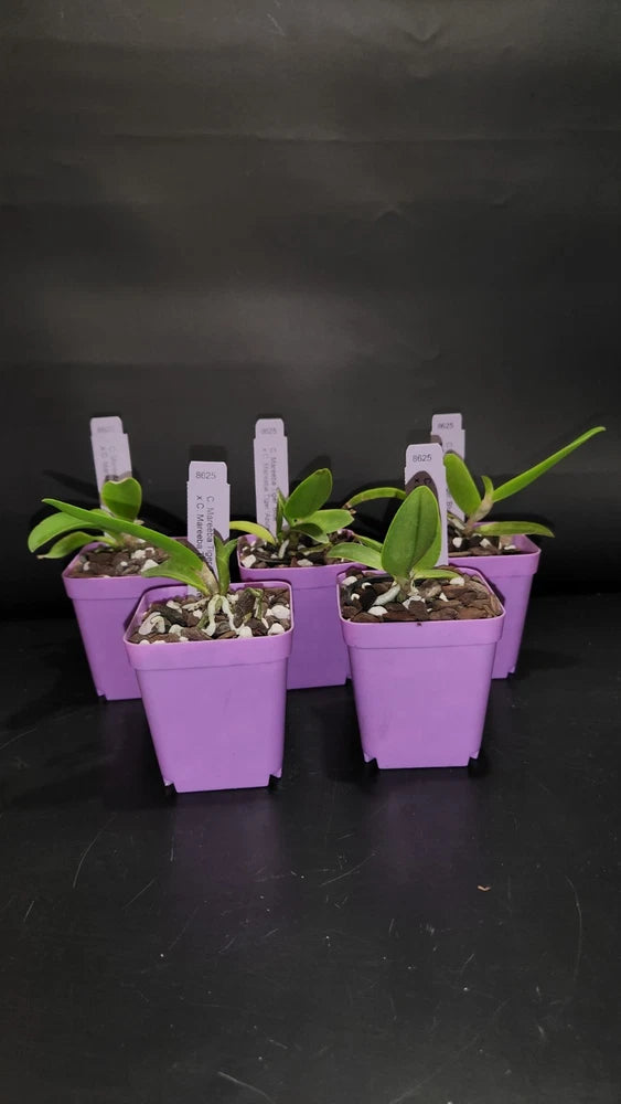 Rlc. Mareeba Tiger 'Blue' x Rlc. Mareeba Tiger 'Azure' Seedling In 2.75" Pot Orchids