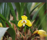 Maxillaria Parkeri Mini Blooming size Fragrant Orchid Live Plant Yellow Orchids