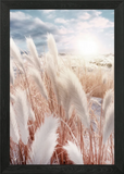Pampas grass everywhere Framed Wall Art Poster Canvas Print Picture Pampas Grass