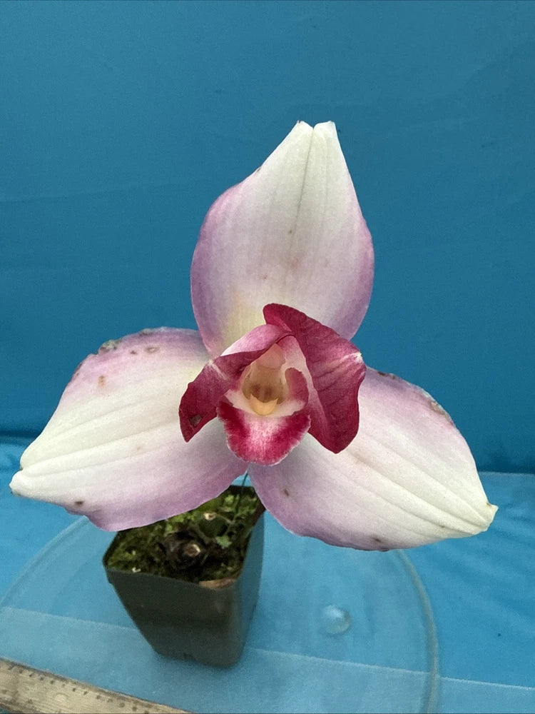 Pink and white orchid hybrid in small dark pot, three open blooms and green moss