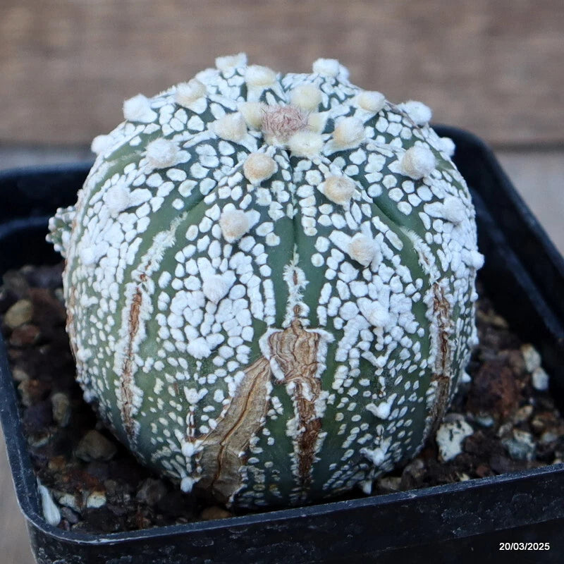 Green Astrophytum cactus with dense white speckles and small spines in black pot