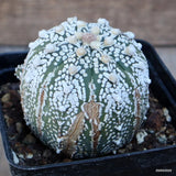 A4469 ASTROPHYTUM SUPERKABUTO "V" TYPE pot9-H6-W7 cm MaMa Cactus Green Plant