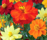 COSMOS SULPHUR MIXED COLORS Cosmos Sulphureus - 2,750 Bulk Seeds Garden Plants