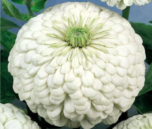 ZINNIA POLAR BEAR Zinnia Elegans - 1,100 Bulk Seeds Flowering Plants