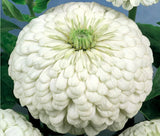 ZINNIA POLAR BEAR Zinnia Elegans - 1,100 Bulk Seeds Flowering Plants