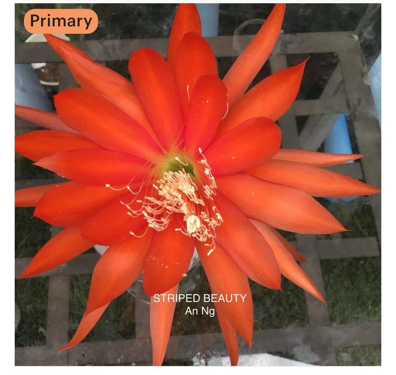 Orange-red epiphyllum orchid cutting with a large spiky blossom