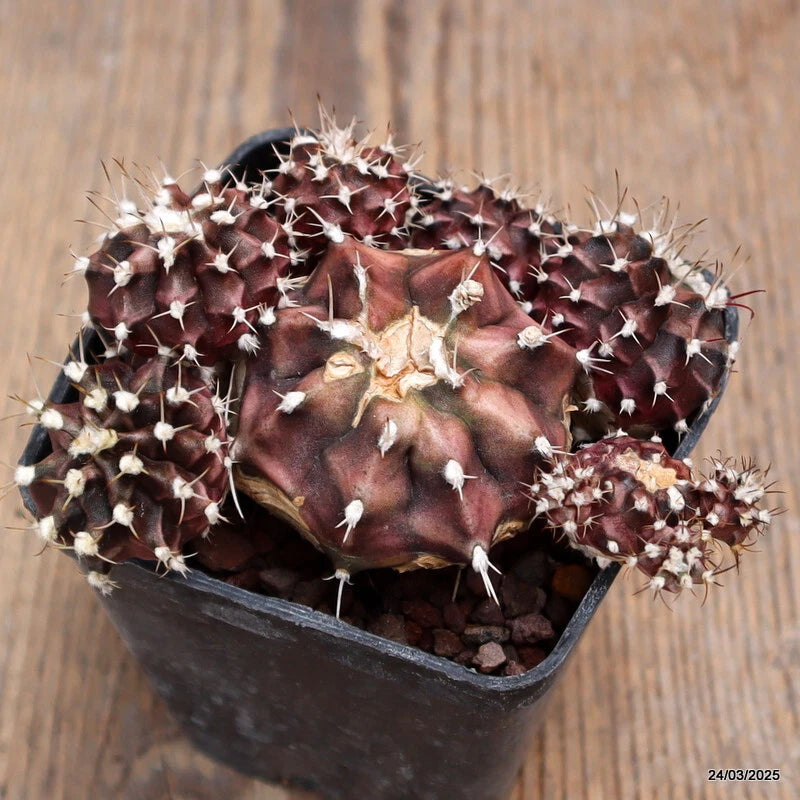 Potted Gymnocalycium mihanovichii cactus with maroon top and white star spines