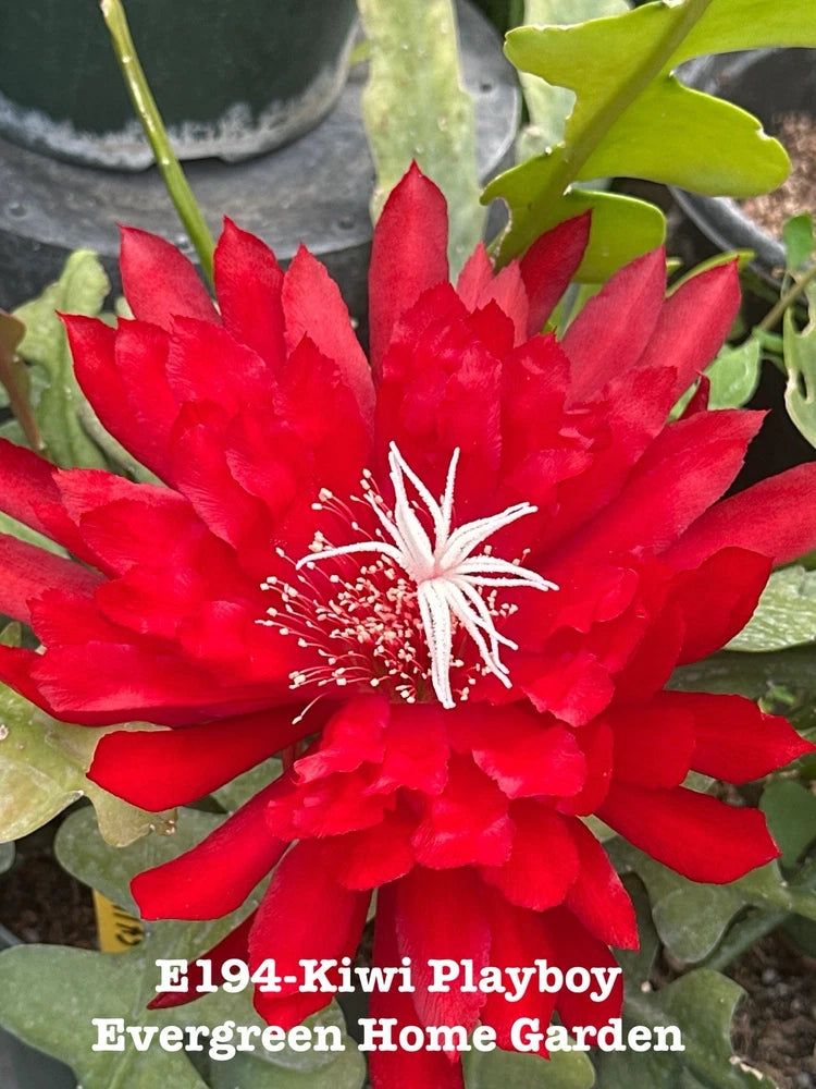 Red orchid cactus flower with green leaves in small starter pot