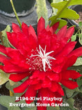 Rooted Epiphyllum Orchid Cactus ÒKiwi PlayboyÓ Growing In 4Ó Starter Pot. Orchids