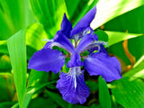 20 JAPANESE ROOF IRIS SEEDS - Iris tectorum Flowering Plants