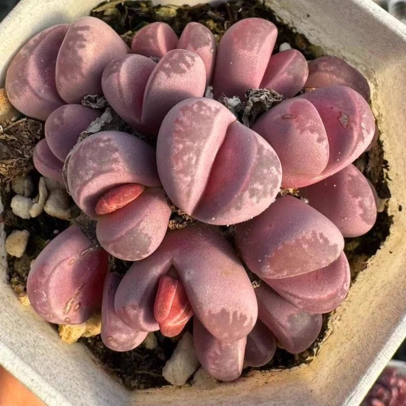 Lithops succulent plants, 10-pack, purple-pink rosette leaves in a small pot