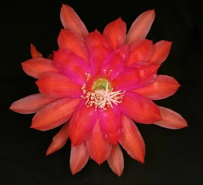 Orchid cactus flower with red-orange petals and pink center