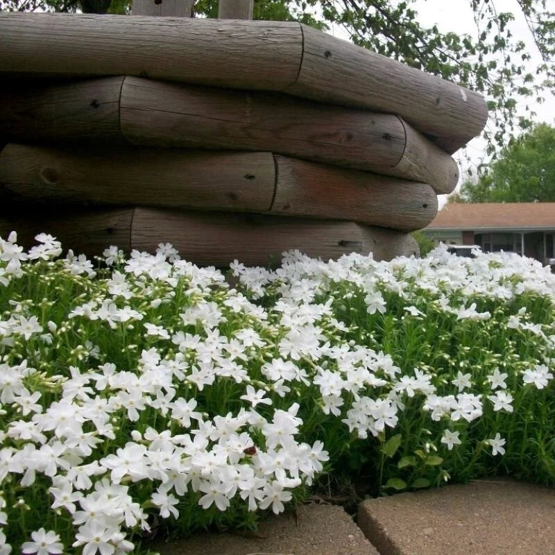 100+ Snowflake Creeping Phlox Seeds for Garden Planting - USA - FREE SHIPPING! Garden Plants