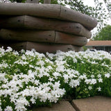 100+ Snowflake Creeping Phlox Seeds for Garden Planting - USA - FREE SHIPPING! Garden Plants