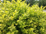 (30)  Tree Cuttings Cali Garden Privet Plant Hedge Ligustrum ovalifolium Bonsai Garden Plants