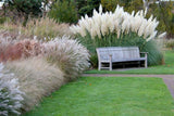 Giant White Pampas Grass Seeds - 100 Seeds - Ornamental Grass for Landscaping or Pampas Grass