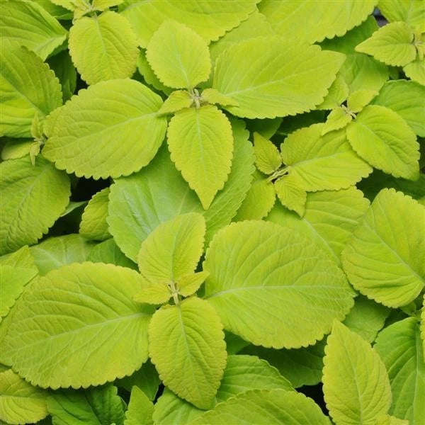 Coleus plants with lime-green textured leaves