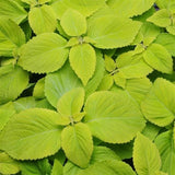 144 COLEUS PREMIUM SUN LIME DELIGHT Live Plants Plugs Garden AV Garden Plants