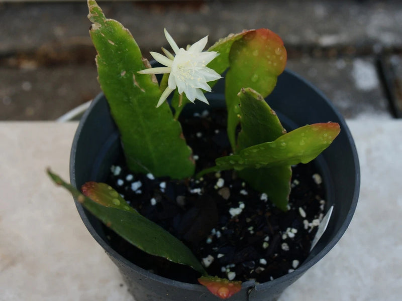 Epiphyllum orchid cactus succulent leaf cutting with white bloom in black pot