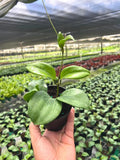 Hoya Quinquenervia | Live Indoor & Outdoor Tropical House plant in 4 Pot