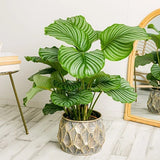 25+ Round-Leaved Calathea Seeds for Garden Planting - USA - FREE SHIPPING! Garden Plants