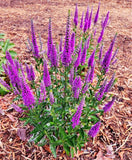 Live Very Van Gogh SPIKED SPEEDWELL Plant / VERONICA Spicata - [Pint Pot] Flowering Plants