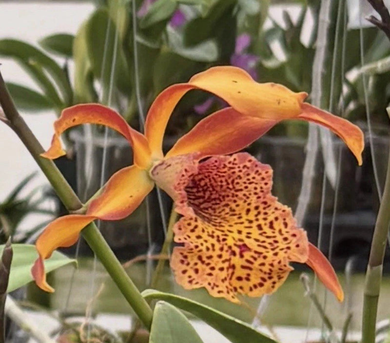 Orange and yellow Cattleya hybrid orchid with speckled flower lip on tall stem