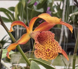 Recc. Frances Fox ÔSun SpotsÕ Cattleya Hybrid - 2Ó Pot- Plant 5+Ó Tall Orchids