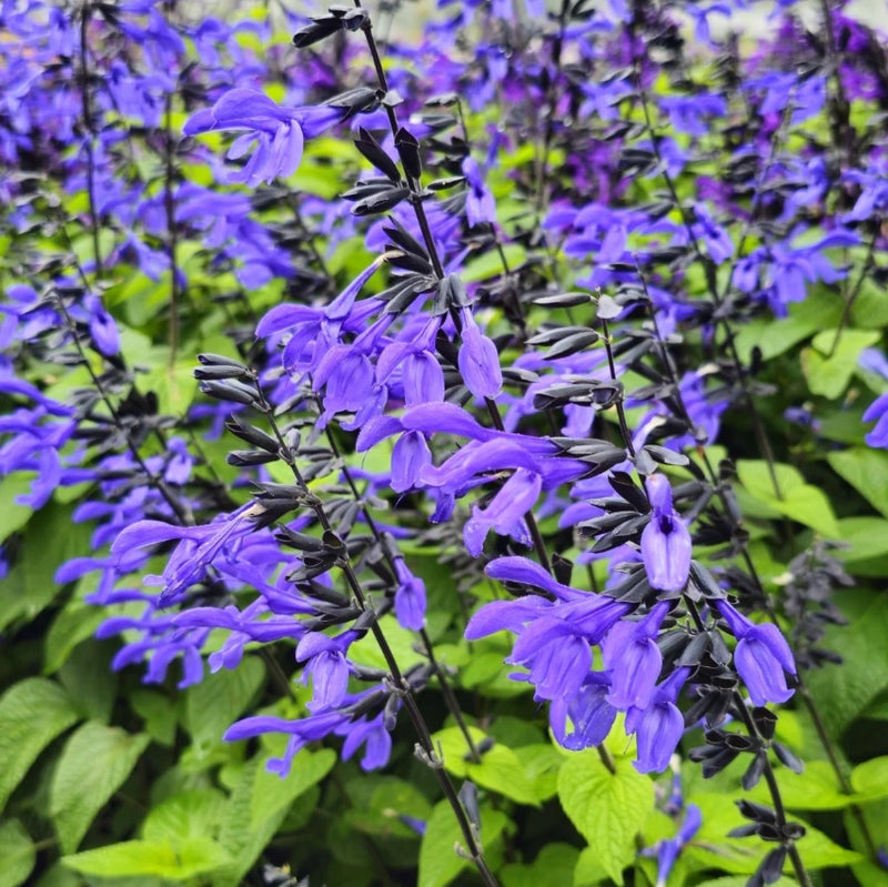 Purple salvia flower spikes with dark stems, perennial plant