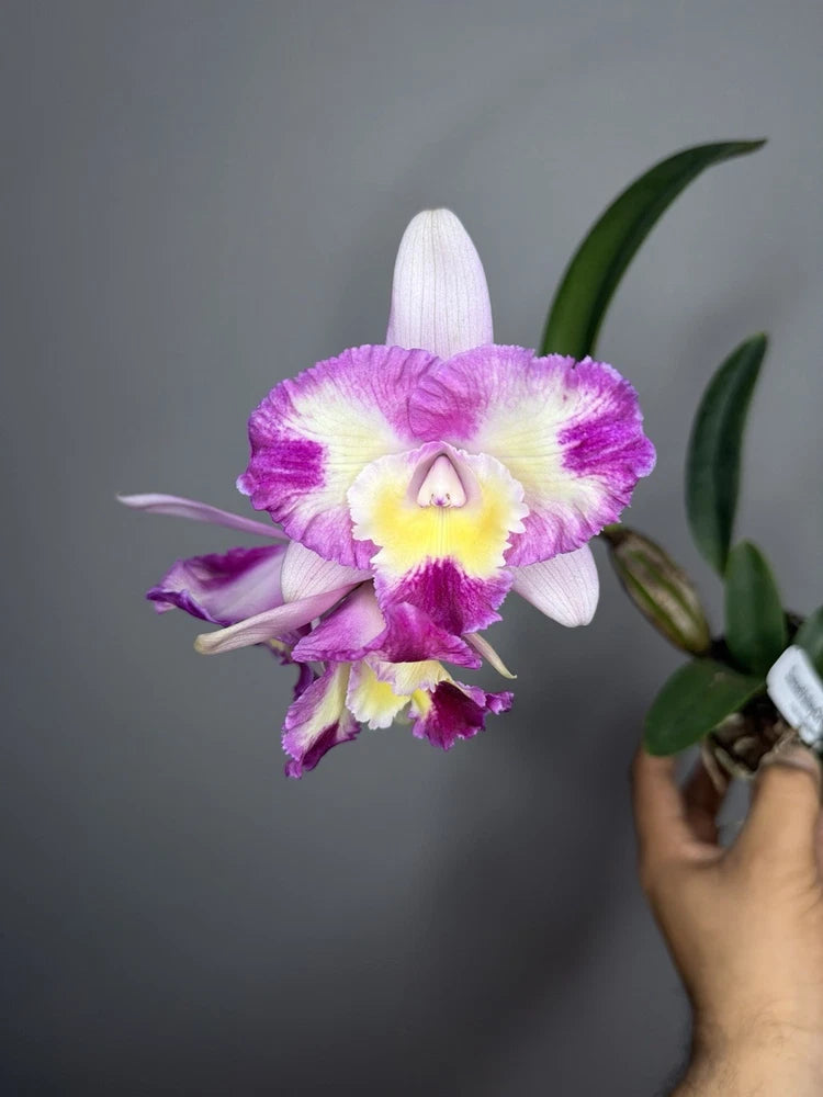 Purple and white Cattleya orchid with yellow center, held with green leaves