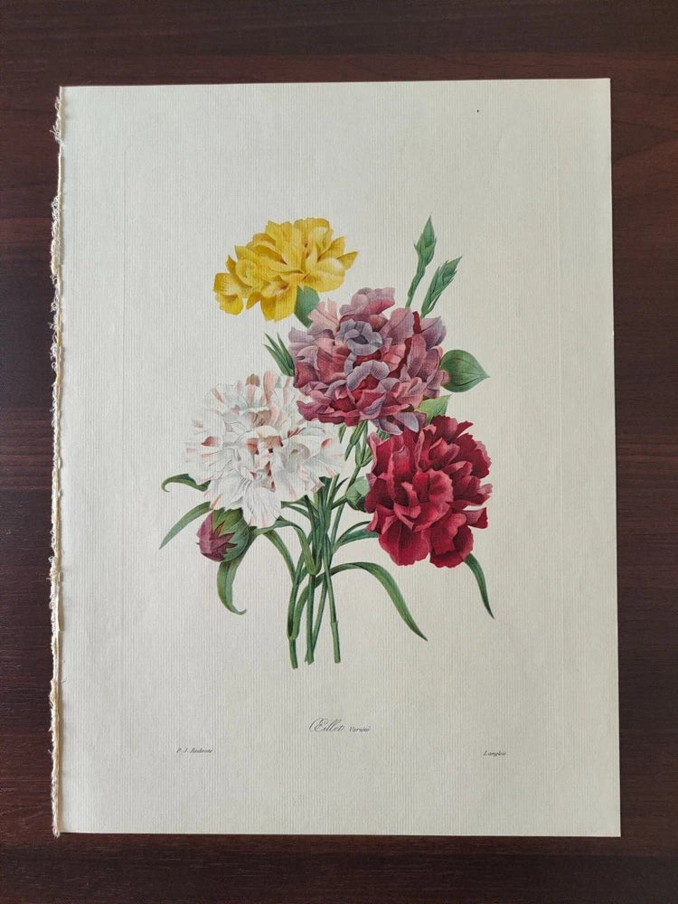 VINTAGE COLOUR BOTANICAL PRINT-FLOWERS- CARNATIONS-AFTER P.J. REDOUTE-1955 Carnation