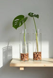 Monstera deliciosa Orchids