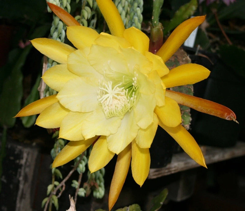 Yellow orchid cactus flower with long pointed petals and central stamens