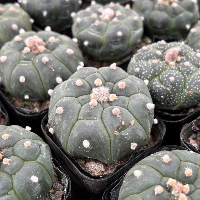2'' Astrophytum Asteria Kikko Cactus, Live Succulent Plants,Rare Plants Flowering Plants