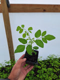 Moringa Tree 3X Fruit Tree FREE SHIPPING Edible Live Plant (Moringa oleifera) Flowering Plants