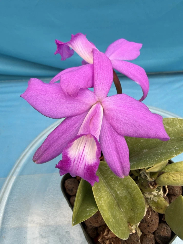 Blooming fuchsia and purple orchid with 5-petal flowers and green leaves in a pot