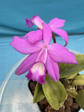 Laelia FranÕs Fuchsia Flash Pink Purple Blooming Orchid Hybrid 4Ó Recent RePot Orchids