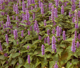 HYSSOP LAVENDER LICORICE MINT Agastache Foeniculum - 11,000 Bulk Seeds Flowering Plants