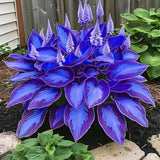 Hosta Seeds Mix 100pcsÐ Beautiful Shade Perennial Plants Ð Easy to Plant Garden Garden Plants