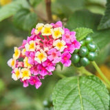 Lantana Plant Live, The Best Hardy Type Lantana Plug Ready to Grow Flowering Plants