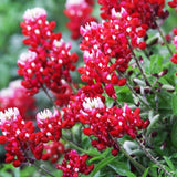 1000+ Perennial Red Texas Bluebonnet Seed-Texas Lupine Flower for Planting Grow Flowering Plants