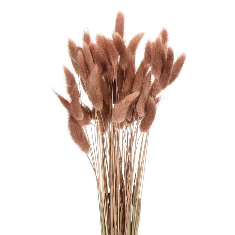 60pcs Natural Bunny Tails Dried Flowers 17" Mini Grass, Dark Brown Red Dried Flower