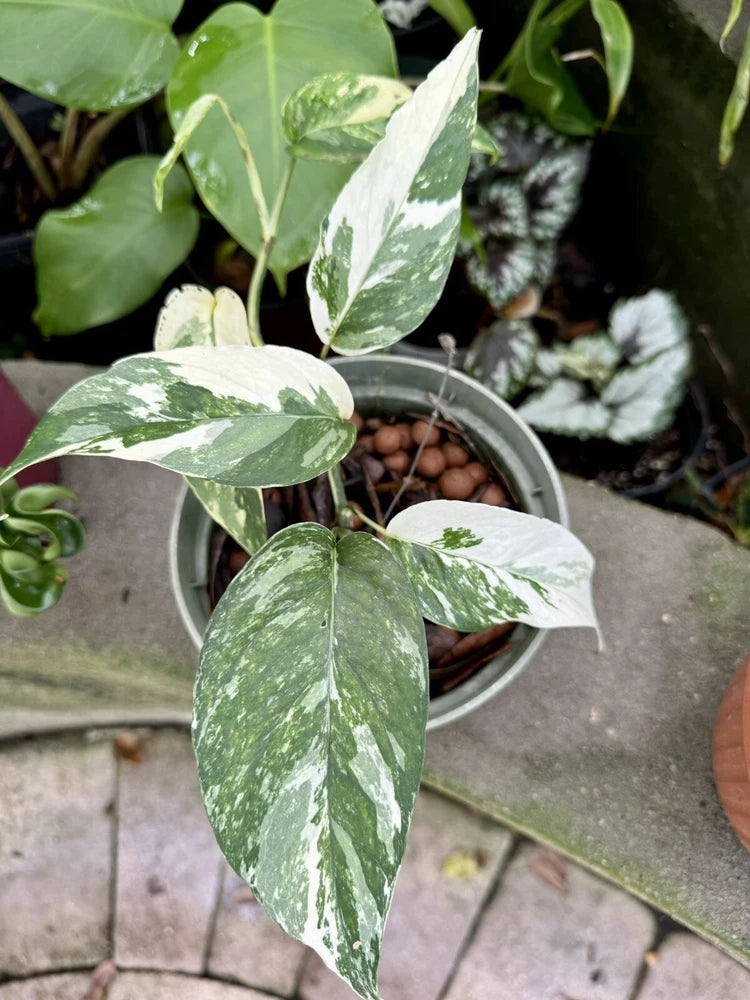 Potted variegated Epipremnum pinnatum plant with green leaves and white speckles