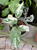 Epipremnum Pinnatum Albo Variegated Orchids