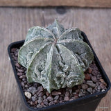 D4930 ASTROPHYTUM MYRIOSTIGMA FUKURYU pot7-H5-W6,5 cm MaMa Cactus Green Plant